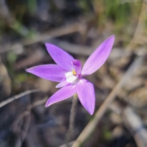 Glossodia major at Carwoola, NSW - 22 Sep 2023