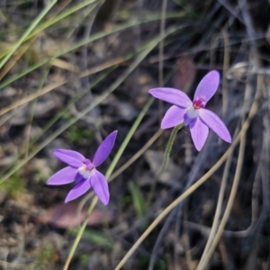 Glossodia major at Carwoola, NSW - 22 Sep 2023