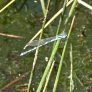 Austrolestes leda at Aranda, ACT - 23 Sep 2023 01:21 PM