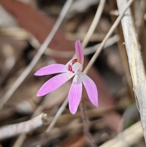 Caladenia fuscata at Carwoola, NSW - suppressed