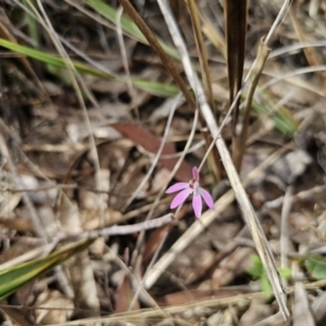 Caladenia fuscata at Carwoola, NSW - 23 Sep 2023