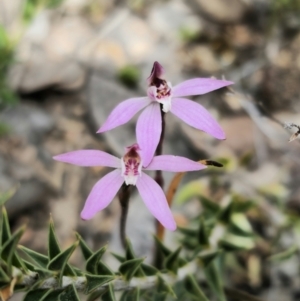 Caladenia fuscata at Carwoola, NSW - 23 Sep 2023