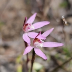 Caladenia fuscata at Carwoola, NSW - suppressed