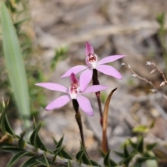 Caladenia fuscata at Carwoola, NSW - suppressed