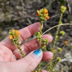 Pultenaea procumbens (Bush Pea) at Carwoola, NSW - 23 Sep 2023 by Csteele4