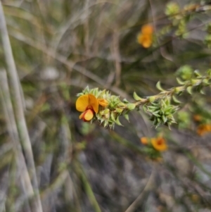 Pultenaea procumbens at Carwoola, NSW - 23 Sep 2023