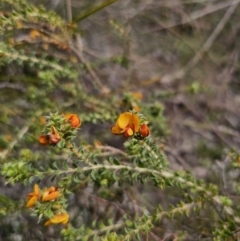 Pultenaea procumbens at Carwoola, NSW - 23 Sep 2023