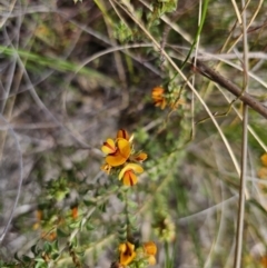 Pultenaea procumbens at Carwoola, NSW - 23 Sep 2023