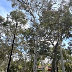 Eucalyptus mannifera at Higgins, ACT - 23 Sep 2023