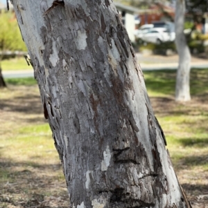 Eucalyptus mannifera at Higgins Woodland - 23 Sep 2023