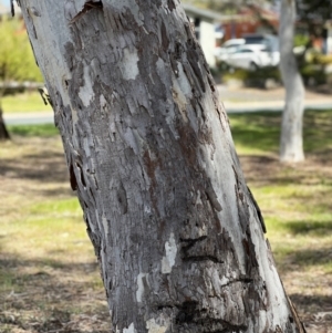 Eucalyptus mannifera at Higgins Woodland - 23 Sep 2023 12:52 PM