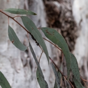 Eucalyptus mannifera at Higgins, ACT - 23 Sep 2023