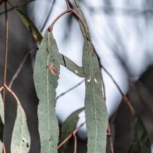Eucalyptus mannifera at Higgins Woodland - 23 Sep 2023