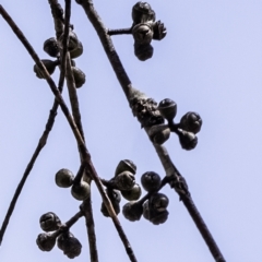 Eucalyptus mannifera at Higgins Woodland - 23 Sep 2023 12:52 PM