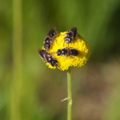 Lasioglossum (Chilalictus) lanarium (Halictid bee) at Higgins, ACT - 22 Sep 2023 by Trevor