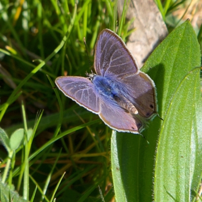 Lampides boeticus (Long-tailed Pea-blue) at Higgins Woodland - 22 Sep 2023 by Trevor