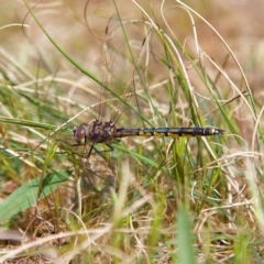 Hemicordulia tau (Tau Emerald) at Higgins Woodland - 23 Sep 2023 by Trevor