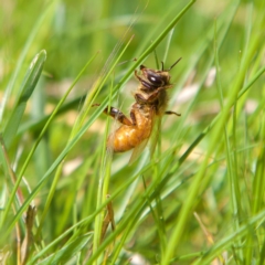 Apis mellifera (European honey bee) at Higgins, ACT - 23 Sep 2023 by MichaelWenke