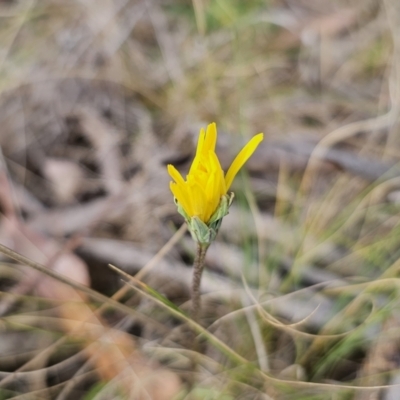 Microseris walteri (Yam Daisy, Murnong) at Captains Flat, NSW - 23 Sep 2023 by Csteele4