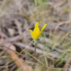 Microseris walteri (Yam Daisy, Murnong) at Captains Flat, NSW - 23 Sep 2023 by Csteele4