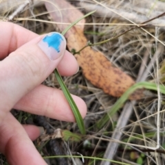 Microseris walteri at Captains Flat, NSW - 23 Sep 2023