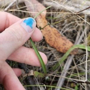 Microseris walteri at Captains Flat, NSW - 23 Sep 2023