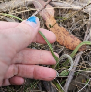 Microseris walteri at Captains Flat, NSW - 23 Sep 2023