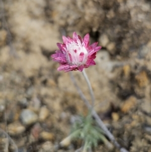 Leucochrysum albicans subsp. tricolor at Captains Flat, NSW - 23 Sep 2023