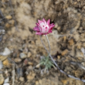 Leucochrysum albicans subsp. tricolor at Captains Flat, NSW - 23 Sep 2023