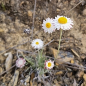 Leucochrysum albicans subsp. tricolor at Captains Flat, NSW - 23 Sep 2023