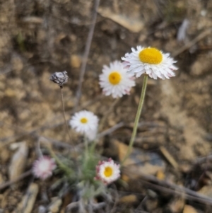 Leucochrysum albicans subsp. tricolor at Captains Flat, NSW - 23 Sep 2023 03:16 PM