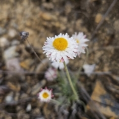 Leucochrysum albicans subsp. tricolor at Captains Flat, NSW - 23 Sep 2023