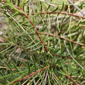 Persoonia chamaepeuce at Captains Flat, NSW - 23 Sep 2023