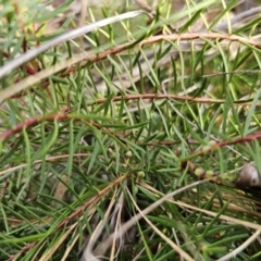 Persoonia chamaepeuce at Captains Flat, NSW - 23 Sep 2023