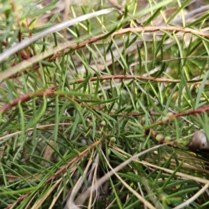 Persoonia chamaepeuce at Captains Flat, NSW - 23 Sep 2023