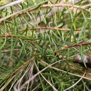 Persoonia chamaepeuce at Captains Flat, NSW - 23 Sep 2023