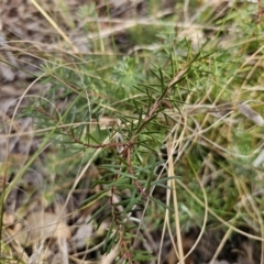 Persoonia chamaepeuce at Captains Flat, NSW - 23 Sep 2023