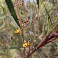 Daviesia mimosoides subsp. mimosoides at Captains Flat, NSW - 23 Sep 2023 by Csteele4