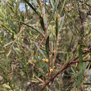 Daviesia mimosoides subsp. mimosoides at Captains Flat, NSW - 23 Sep 2023 03:58 PM