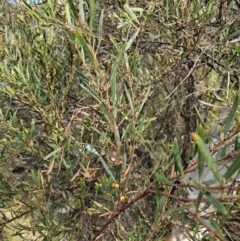 Daviesia mimosoides subsp. mimosoides at Captains Flat, NSW - 23 Sep 2023 03:58 PM