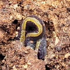 Caenoplana bicolor (Two-tone Planarian) at Wanna Wanna Nature Reserve - 23 Sep 2023 by trevorpreston