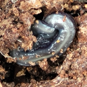 Caenoplana bicolor at Carwoola, NSW - 23 Sep 2023