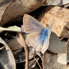 Lampides boeticus (Long-tailed Pea-blue) at QPRC LGA - 23 Sep 2023 by trevorpreston