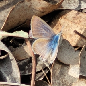 Lampides boeticus at Carwoola, NSW - 23 Sep 2023