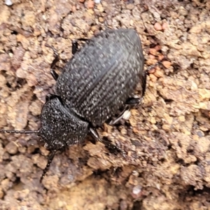 Adelium sp. (genus) at Carwoola, NSW - 23 Sep 2023 02:52 PM