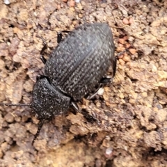 Adelium sp. (genus) (Adelium darkling beetle) at QPRC LGA - 23 Sep 2023 by trevorpreston