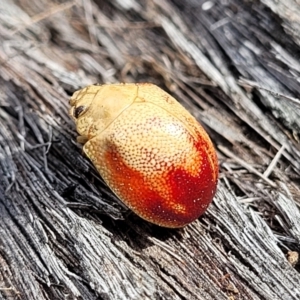 Paropsis (paropsine) genus-group at Carwoola, NSW - 23 Sep 2023