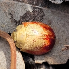 Paropsis (paropsine) genus-group at Carwoola, NSW - 23 Sep 2023 02:52 PM