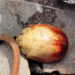 Paropsis (paropsine) genus-group at Carwoola, NSW - 23 Sep 2023 02:52 PM