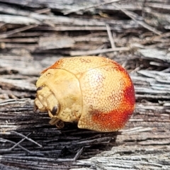 Paropsis (paropsine) genus-group at Carwoola, NSW - 23 Sep 2023